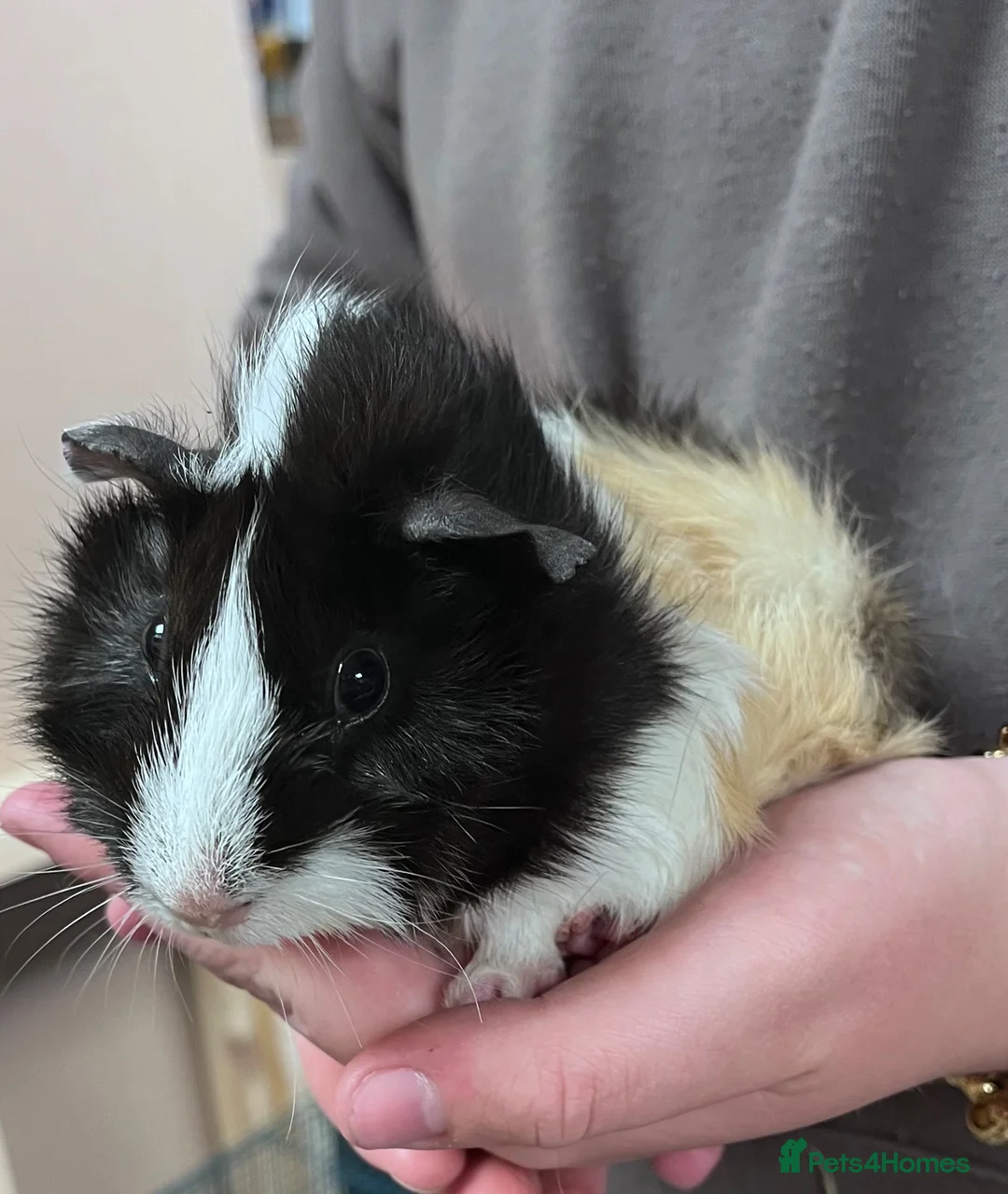 Guinea Pig rodents for sale: Young Boar guinea pigs  - Advert 2