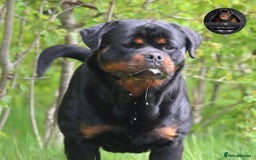 Rottweiler dogs for sale: Top KC Registered Rottweiler Puppies For Sale - Image 25