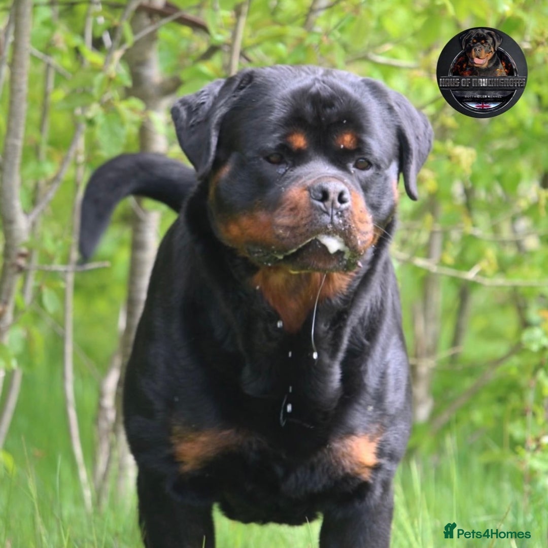 Rottweiler dogs for sale: Top KC Registered Rottweiler Puppies For Sale - Image 25