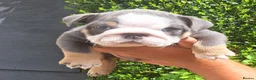 English Bulldog dogs for sale: Stunning English Bulldog Puppies - Ready Mid-July - Advert 9