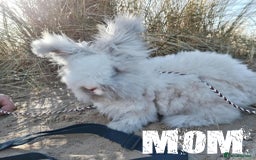 Angora rabbits for sale: Pure Breed Full Face Angora Kits - Image 8