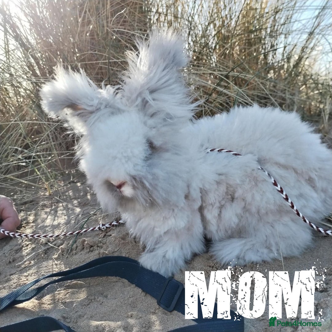 Angora rabbits for sale: Pure Breed Full Face Angora Kits - Image 8