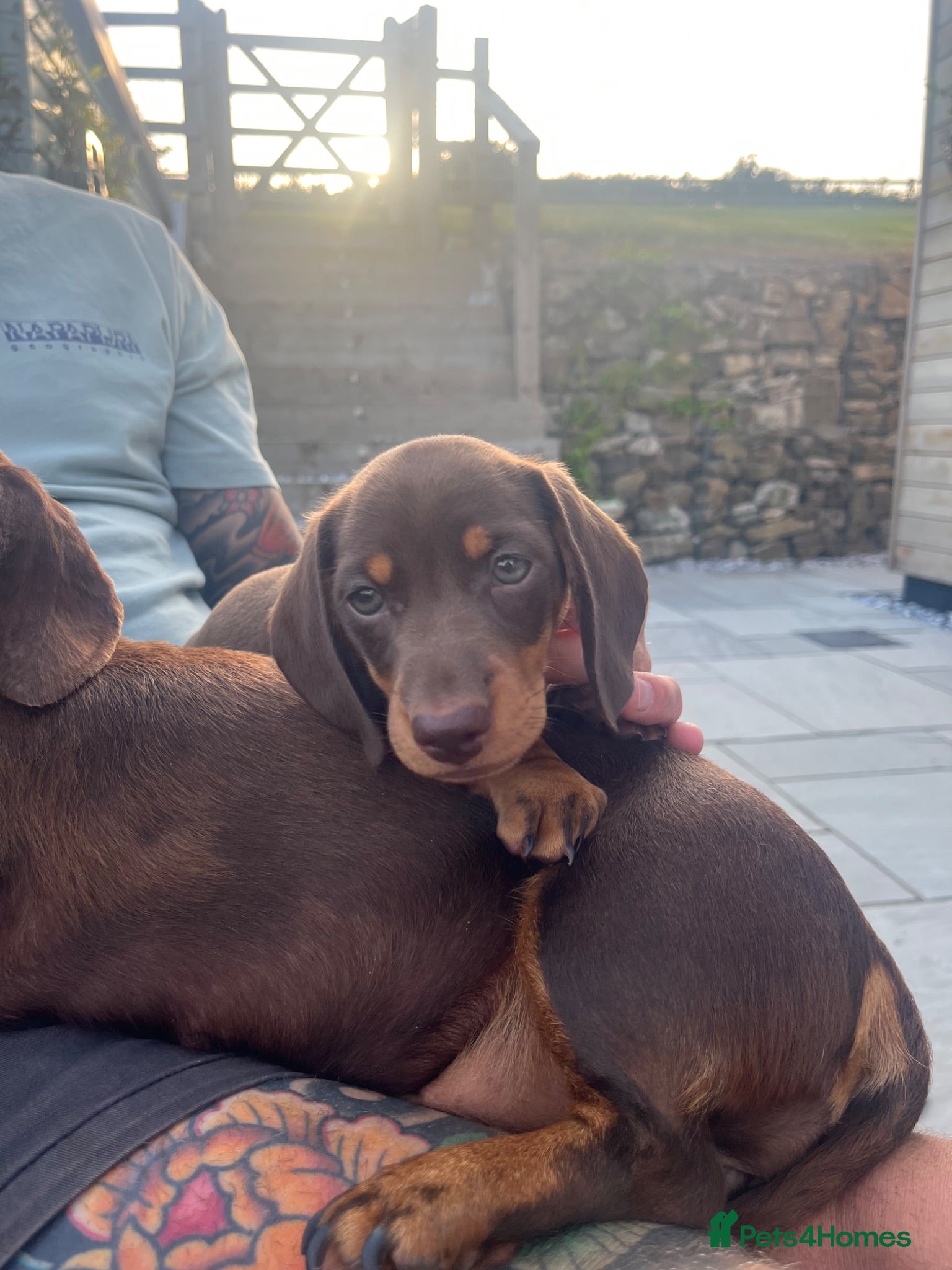 Miniature Dachshund dogs ⭐️ last boy left ⭐️ 🐶 ready to find his home ⭐️ - Advert 1
