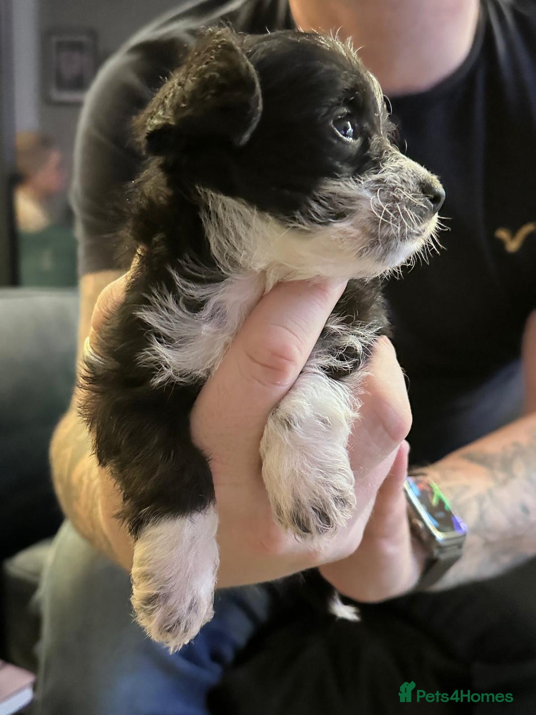 Chipoo dogs for sale: Chihuahua toy poo cross - Advert 4