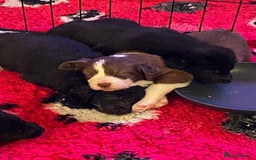 Mixed Breed dogs for sale: Bearded collie cross Border collie  - Image 3