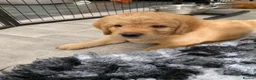 Labradoodle dogs for sale: Miniature Red Labradoodles - Advert 35