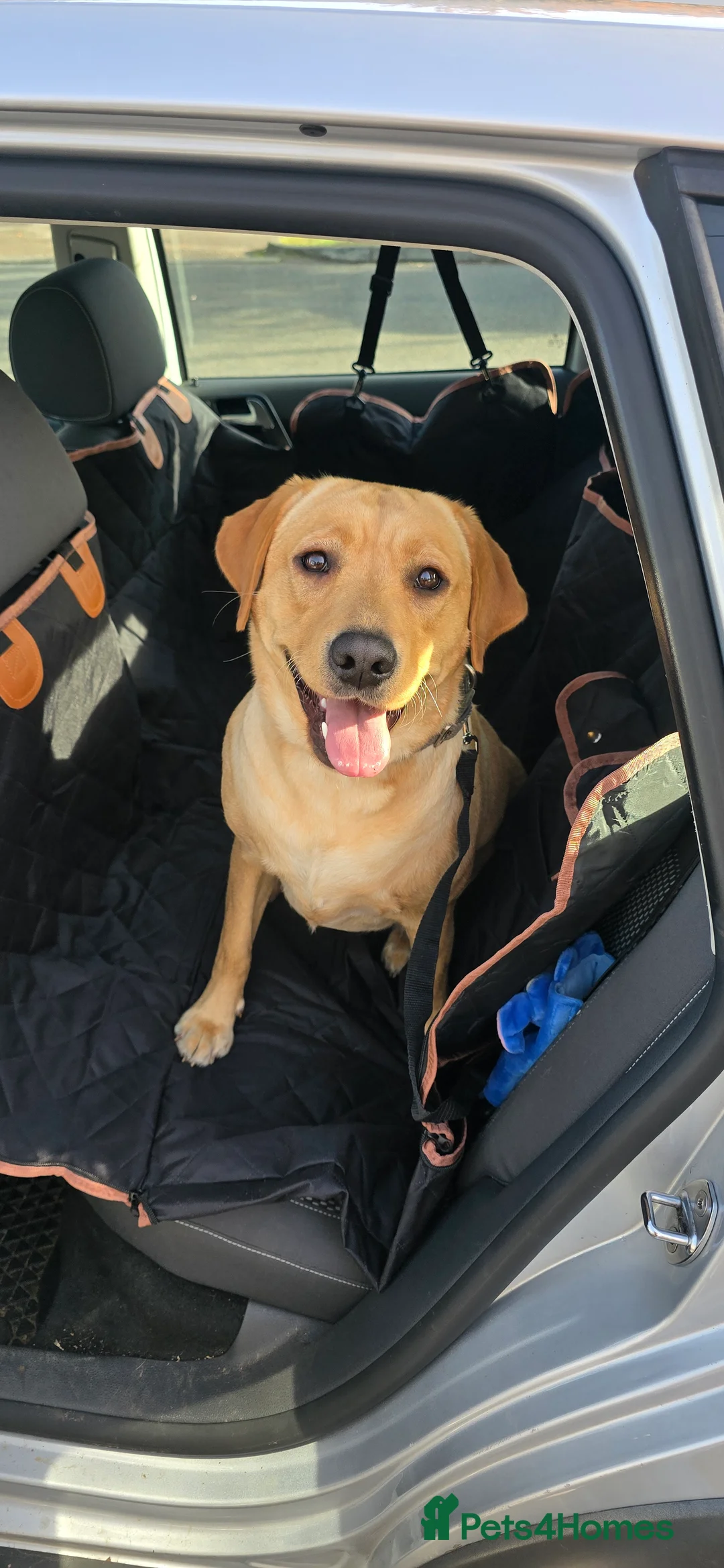 Labrador Retriever dogs for sale: Pedigree Labradore Retriever for adoption - Advert 1