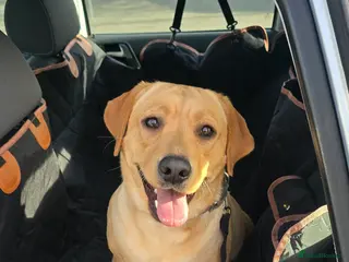 Labrador Retriever dogs Pedigree Labradore Retriever for adoption - Advert 2