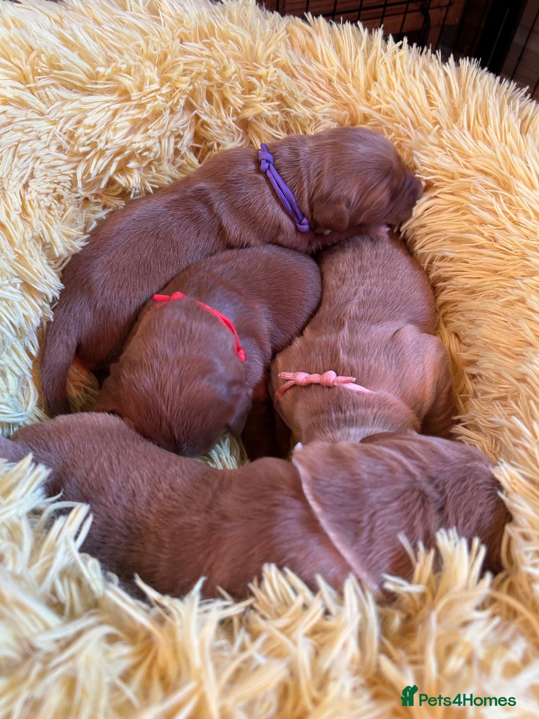 Golden Retriever dogs for sale: Lovely Litter 🐶 KC registered🐶health tested  - Advert 23