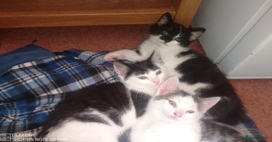 Mixed Breed cats - Advert 12