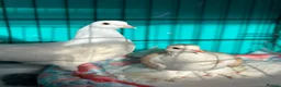 Pigeons birds for sale: white fantail pigeon - Advert 4