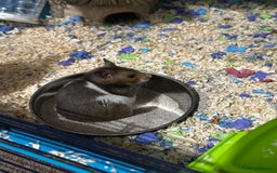 Hamster rodents for sale: Syrian hamster  - Image 3