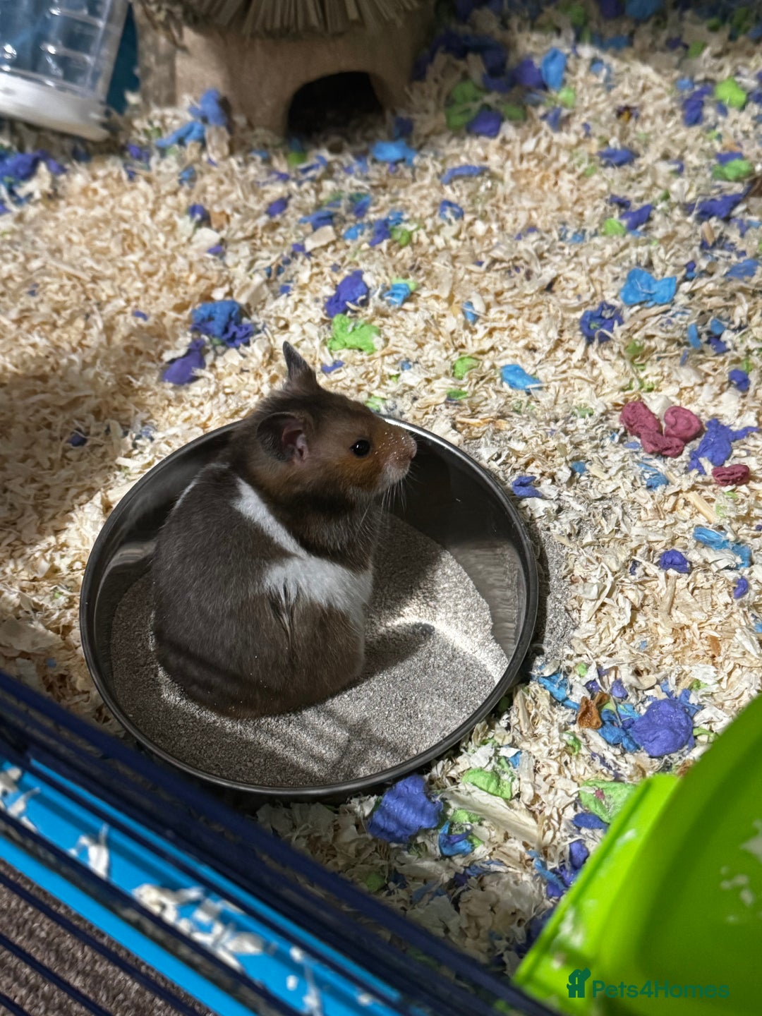 Hamster rodents for sale: Syrian hamster  - Image 3