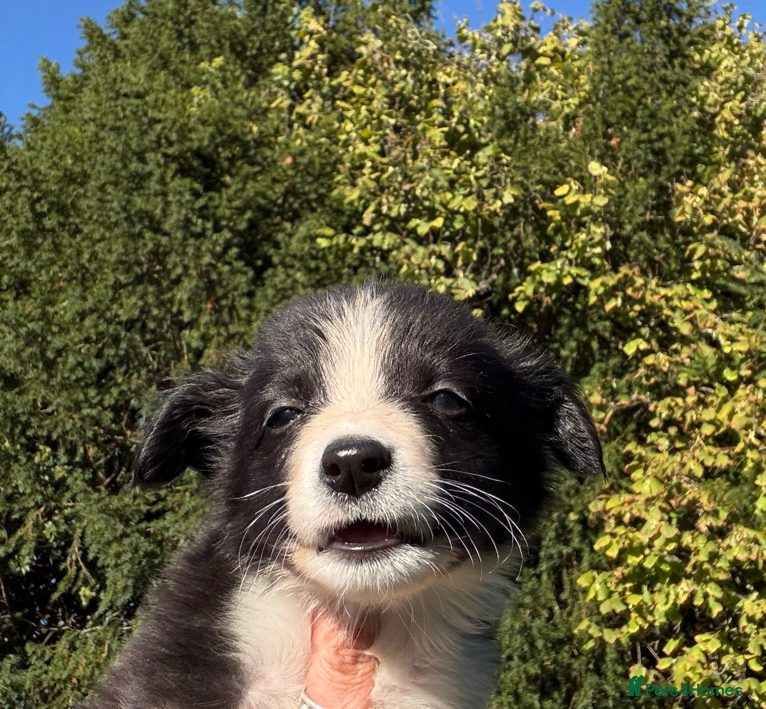 Border Collie dogs Blue Merle and Black white Border Collie puppies - Advert 2