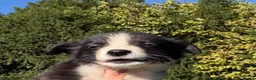 Border Collie dogs for sale: Blue Merle and Black white Border Collie puppies - Advert 4