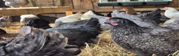 Chickens poultry for sale: POL HENS - Hybrids & coloured egg layers  - Advert 10