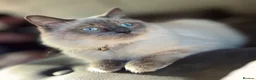 Ragdoll cats for sale: Little boy ragdoll kitten  in Heywood - Advert 2
