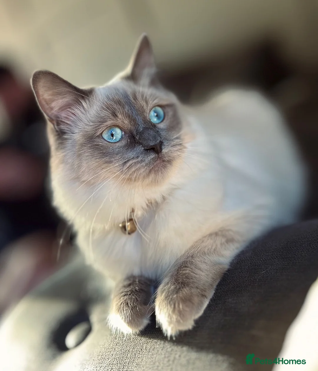 Ragdoll cats for sale: Little boy ragdoll kitten  in Heywood - Advert 2