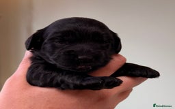 Cockapoo dogs for sale: STUNNING F2 COCKAPOO PUPPIES LOOKING FOR THEIR 🏡 - Image 10