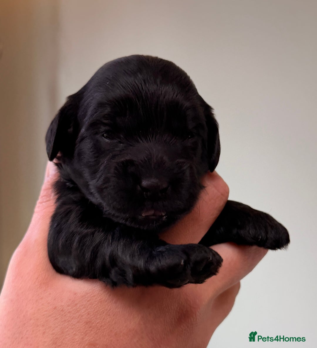 Cockapoo dogs for sale: STUNNING F2 COCKAPOO PUPPIES LOOKING FOR THEIR 🏡 - Image 10