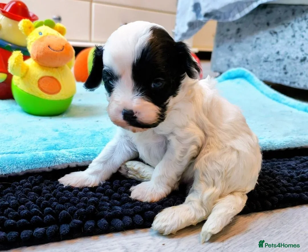Cavapoo dogs for sale:  Beautiful Cavapoo Pups - Loving Family Companions in London - Advert 8
