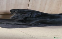 Mixed Breed dogs for sale:  Meet Leila, a 2-year-old mixed breed  - Advert 2