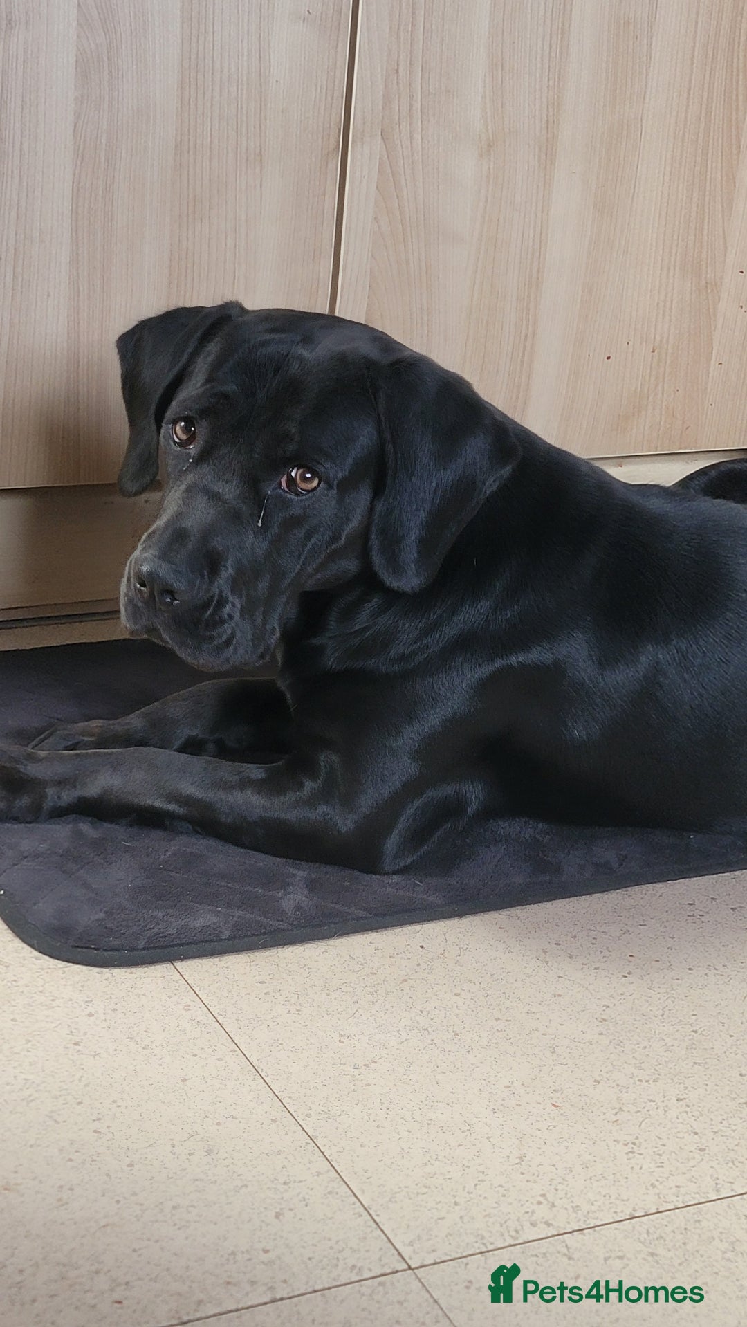 Mixed Breed dogs for sale:  Meet Leila, a 2-year-old mixed breed  - Advert 2