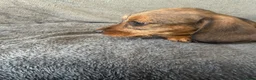 Miniature Dachshund dogs for sale: Beautiful wire miniature dachshund puppies 4 sale - Advert 28
