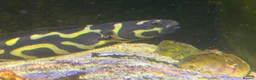 Angelfish fish for sale: mature marine tank closure  - Advert 2
