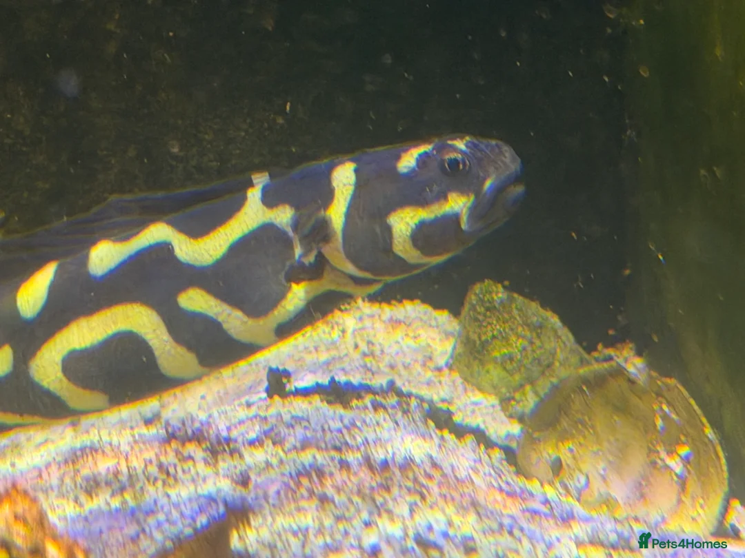 Angelfish fish for sale: mature marine tank closure  - Advert 2