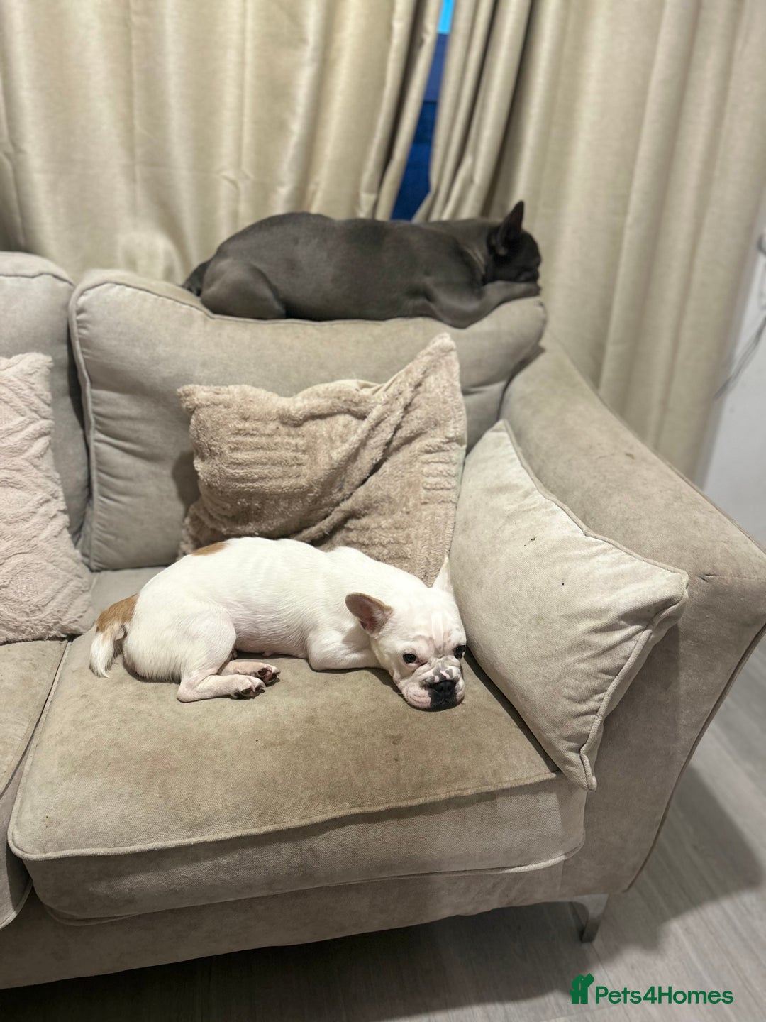 French Bulldog dogs for sale: French bulldog  - Advert 1