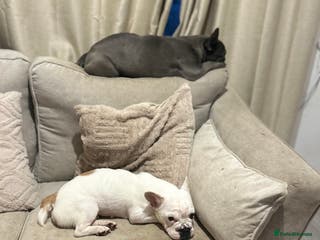 French Bulldog dogs French bulldog - Advert 2