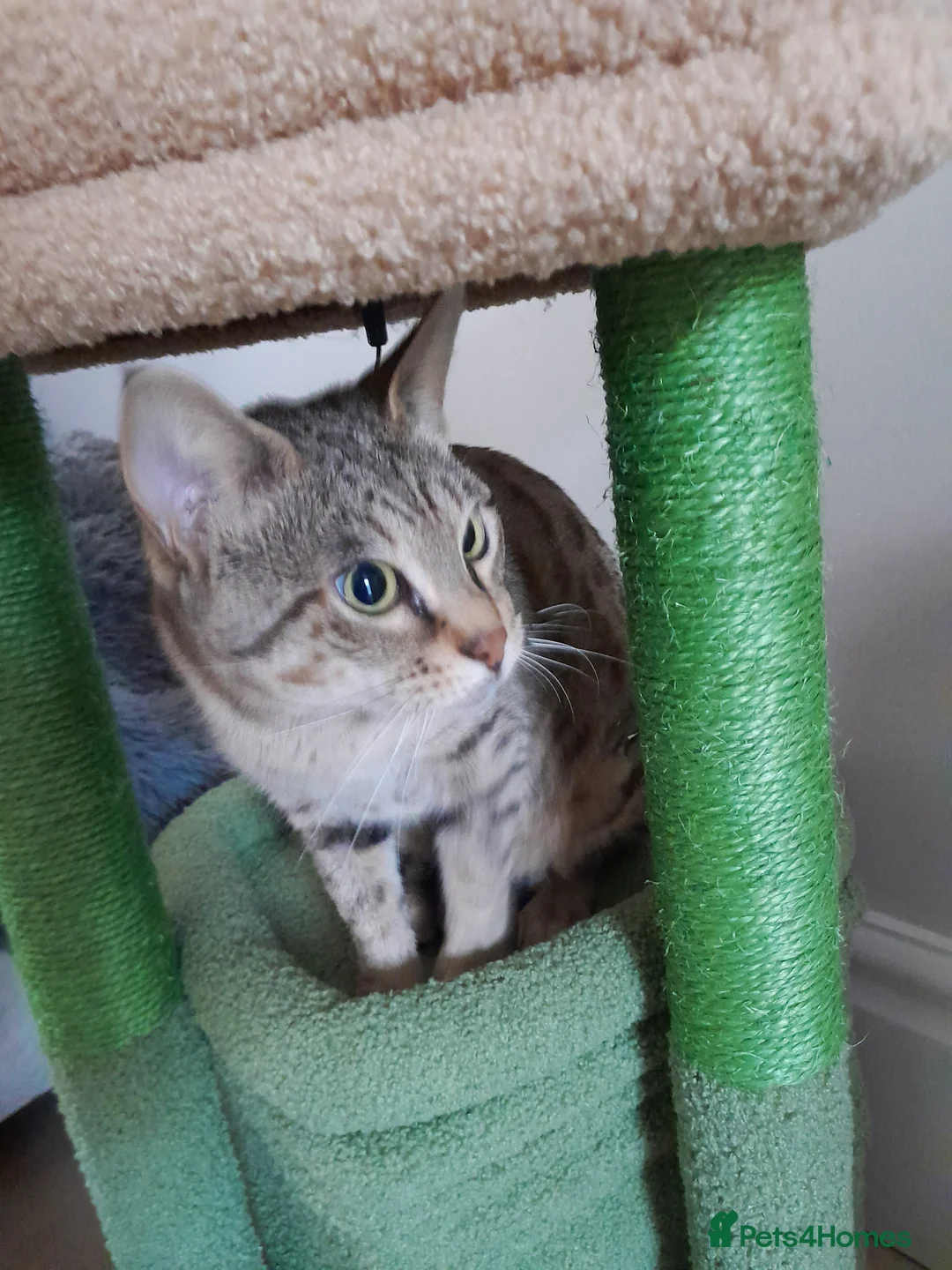 Savannah cats for sale: TICA Reg, F5 Pedigree Girl Kitten - Advert 10