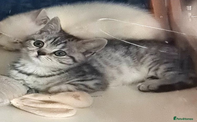 British Shorthair cats - Advert 7