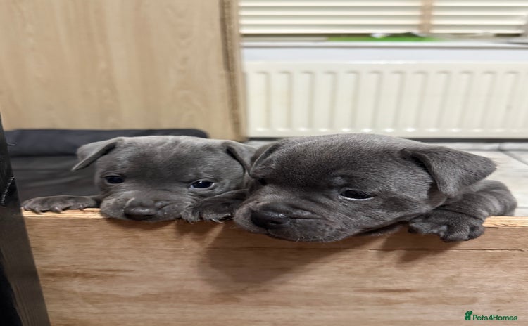 Staffordshire Bull Terrier dogs - Advert 3