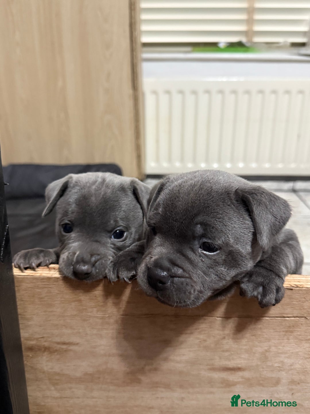 Staffordshire Bull Terrier dogs for sale: Blue Staff pups - Image 1