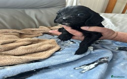 Cavapoo dogs for sale: Adorable cavapoo pups  - Advert 6