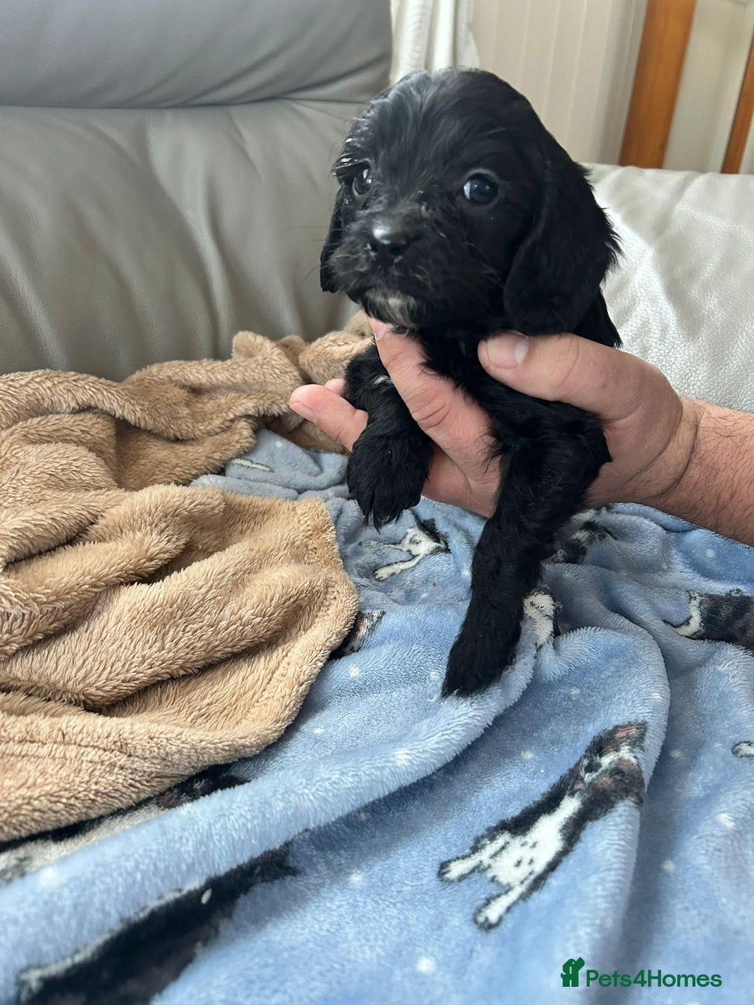 Cavapoo dogs for sale: Adorable cavapoo pups  - Advert 6