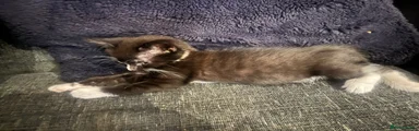 British Longhair 4