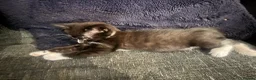 British Longhair cats for sale: Only 4 females  - Advert 5
