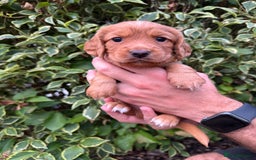 Cocker Spaniel dogs for sale: Health Tested Clear Cocker Spaniel Puppies  - Image 23