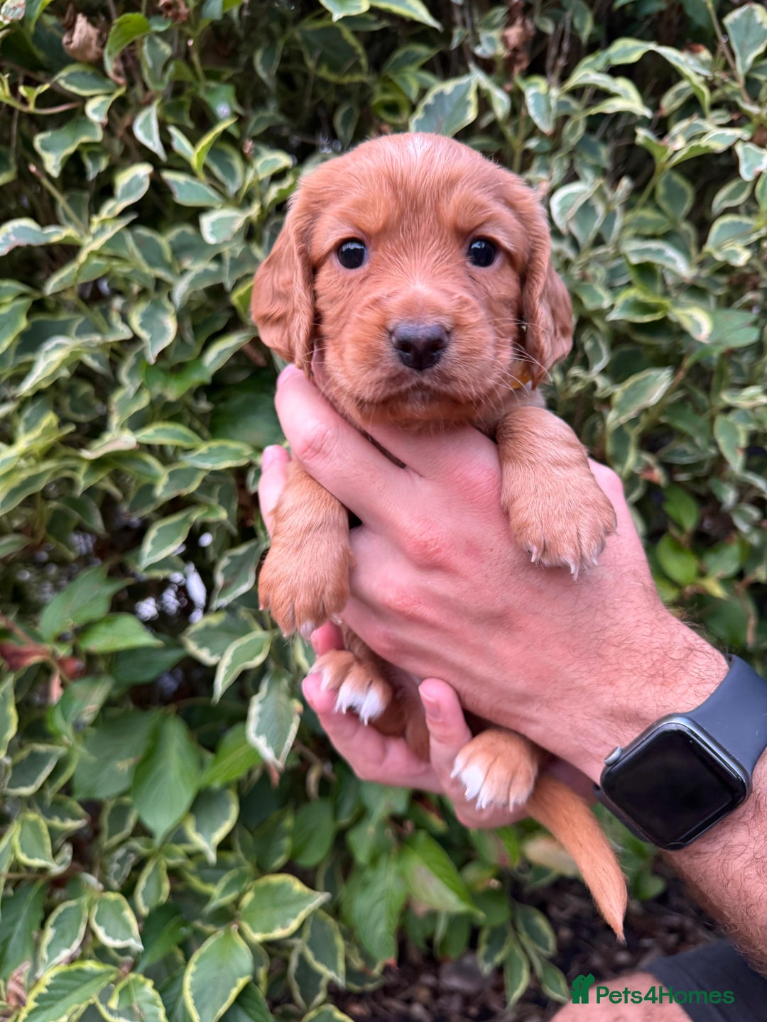 Cocker Spaniel dogs for sale: Health Tested Clear Cocker Spaniel Puppies  - Image 23
