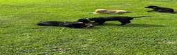 Labrador Retriever dogs for sale: Superb Working Labrador Puppies - Advert 8