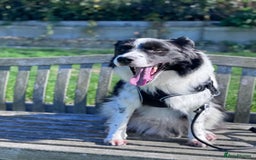 Border Collie dogs for sale: Marvin Boy—Australian Shepherd - Border Collie mix - Image 6