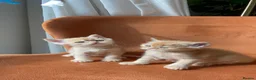 Persian cats for sale: Two beautiful Persian kittens  - Advert 11