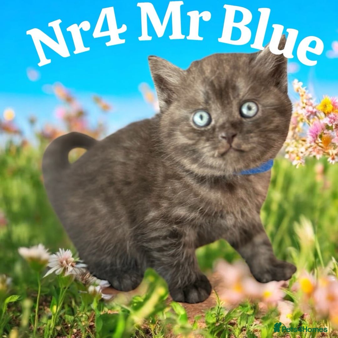 Scottish Fold cats for sale: 5 Full Pedigree Scottish Fold/Straight Kitens - Image 28