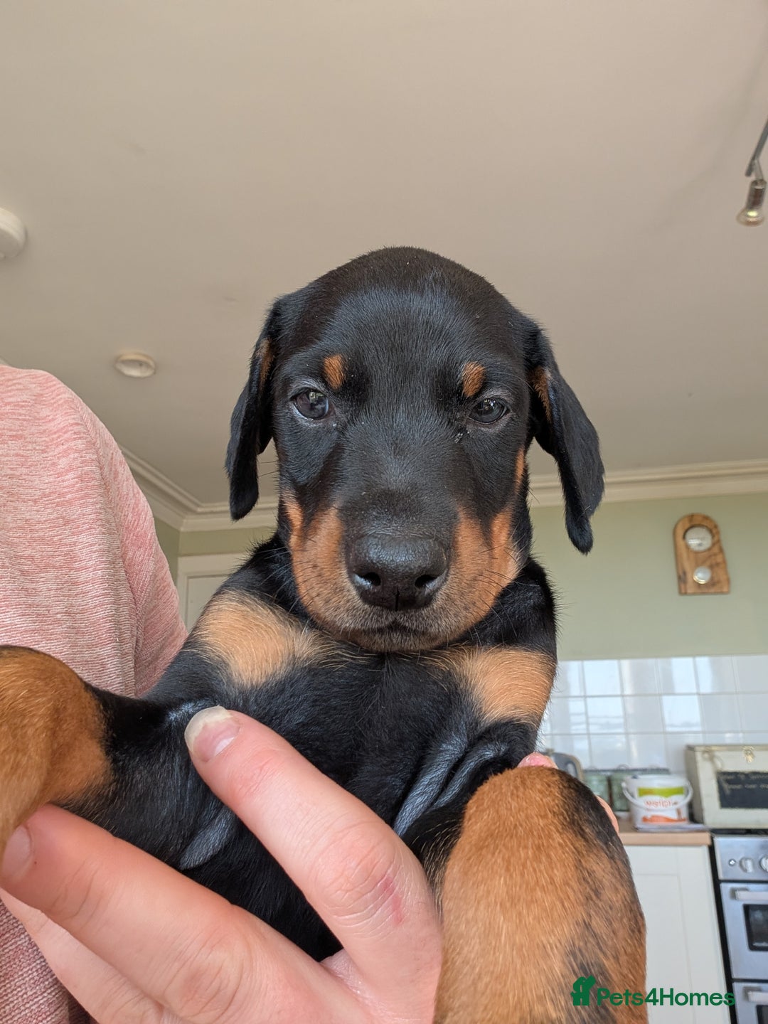 Dobermann dogs for sale: Gorgeous Doberman Pups - Image 2