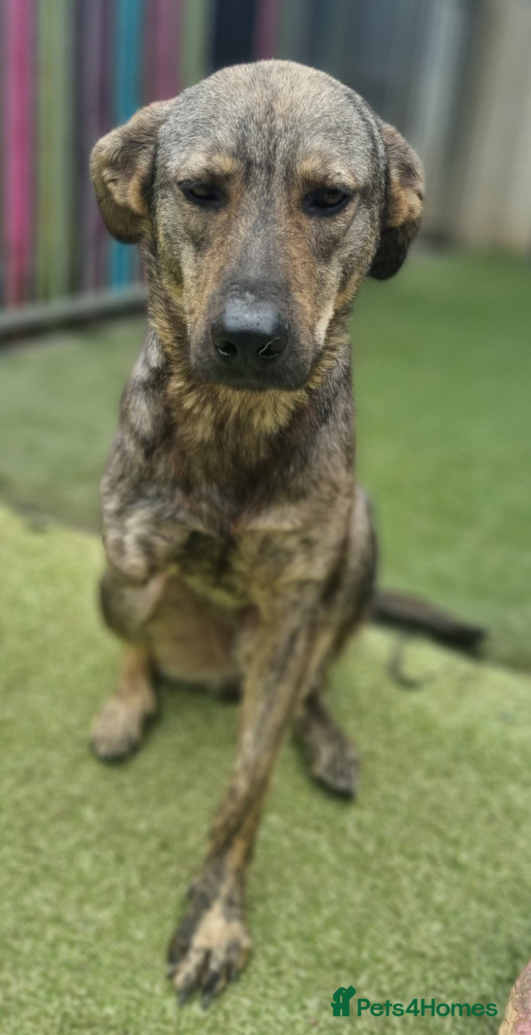 Mixed Breed dogs for adoption: Meet Ronnie  - Image 5