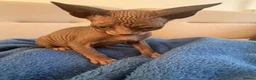 Sphynx cats for sale: 6 tica registered Sphynx Kittens in London - Advert 6