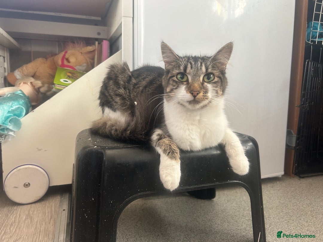 Mixed Breed cats for sale: Tabby female just over a year old sweetheart  - Image 2